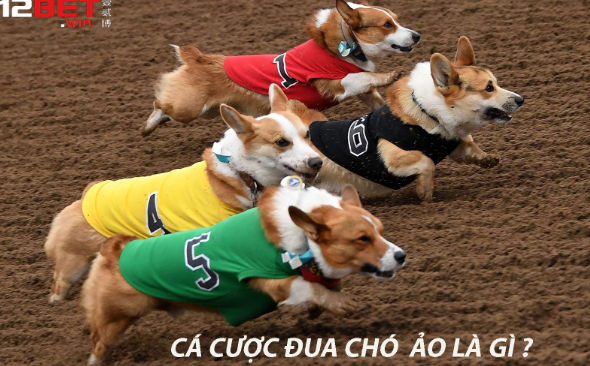 ca cuoc dua cho ao 12bet