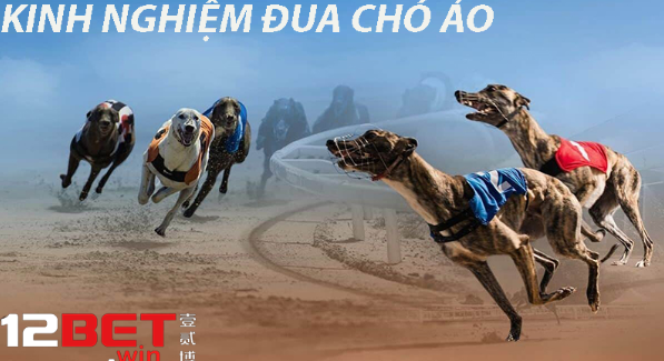 Kinh nghiệm đua chó ảo 12Bet