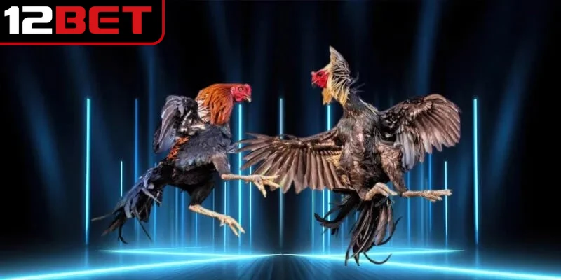 Đá gà cựa dao mang lại cho người xem những màn đối đầu thú vị