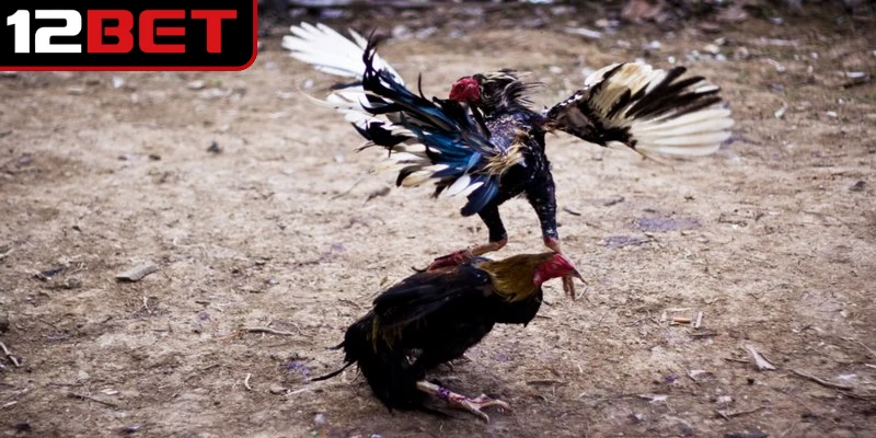 Đá gà cựa sắt trực tuyến mang đến trải nghiệm chân thực và sống động