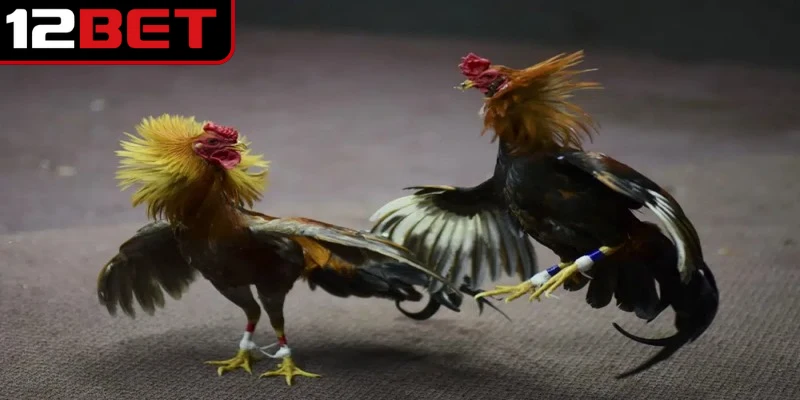 Đá gà Thomo là một loại hình giải trí cực kỳ lôi cuốn đỉnh cao