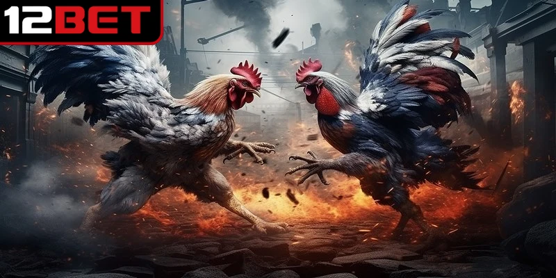 Nhập số tiền muốn cược và đặt vào chú gà chiến bạn tin tưởng