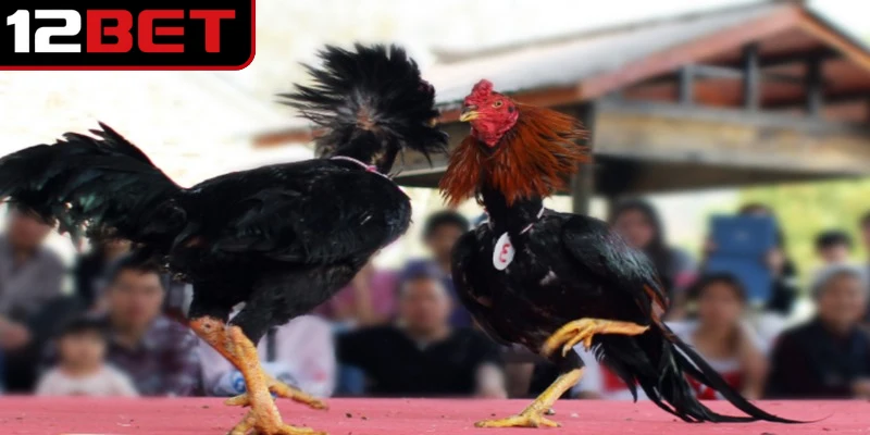 Đá gà trực tiếp Thomo 24/7 là hình thức phát sóng các trận đấu diễn ra liên tục.