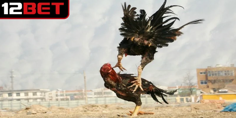 Một vài lưu ý quan trọng khi tham gia các trận đấu đá gà trực tiêp Thomo 24/7