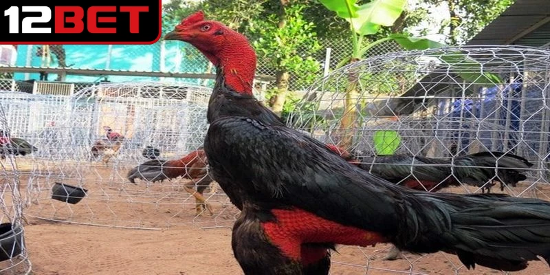 Gà chọi Việt Nam được đánh giá là đẹp được tuyển chọn kỹ lưỡng