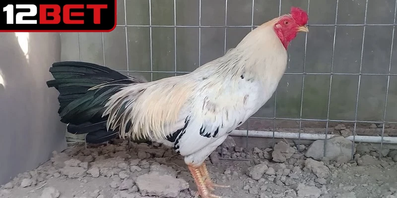 Một số dòng gà chuối thường tham gia thi đấu với sức bền mạnh mẽ