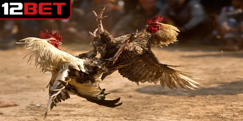 Sức mạnh trên sàn đấu của gà xám là gì được nhiều su kê quan tâm