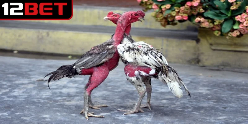 Tìm hiểu từng dòng gà đặc trưng khi đã biết gà xám là gì